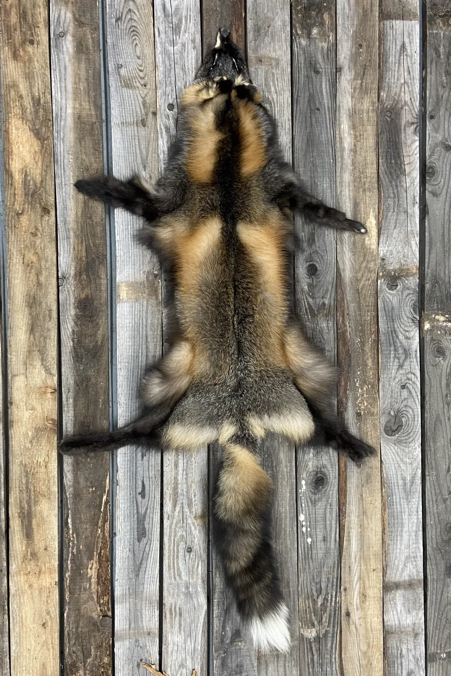 Peau tannée Renard croisé