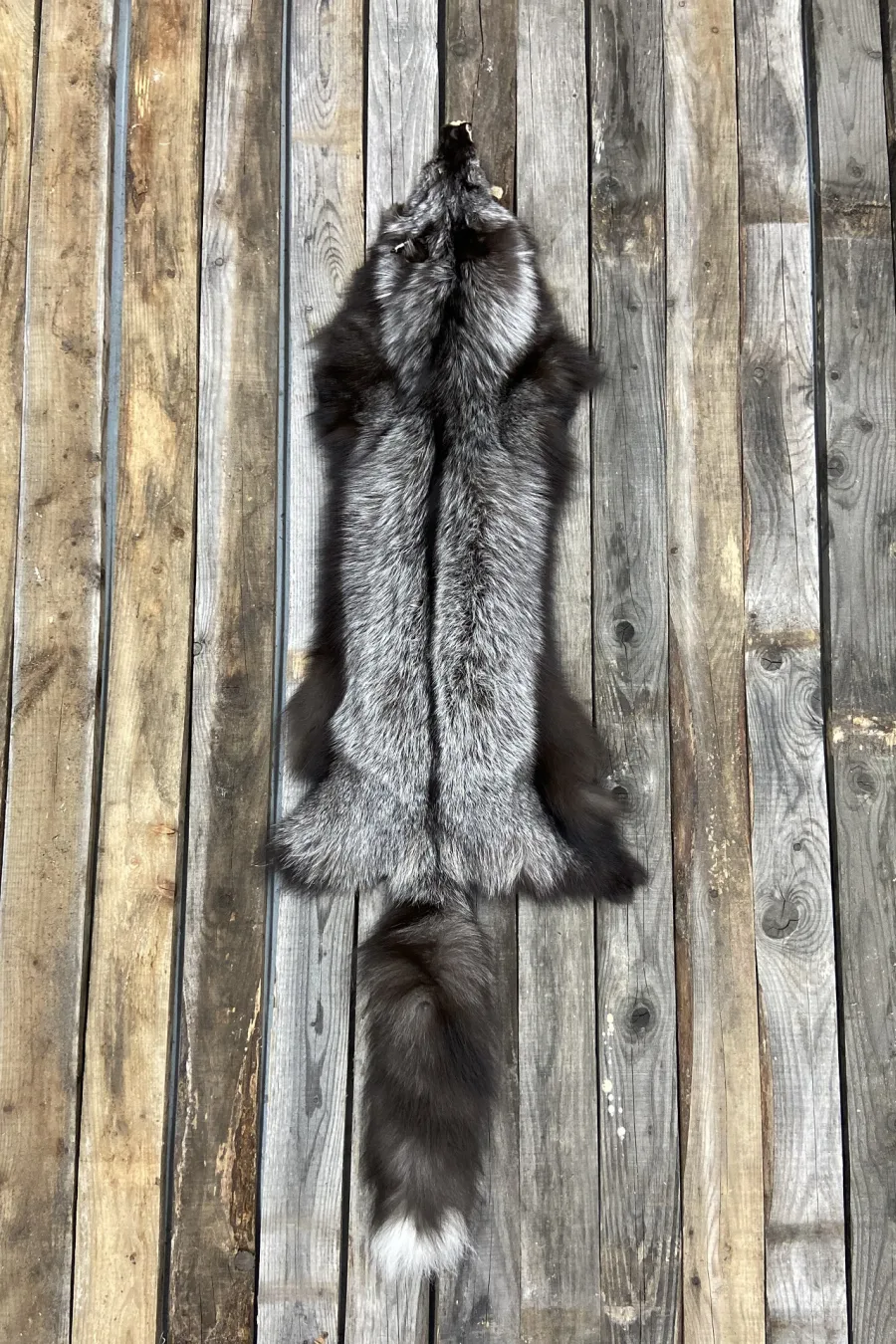 Peau tannée Renard argenté