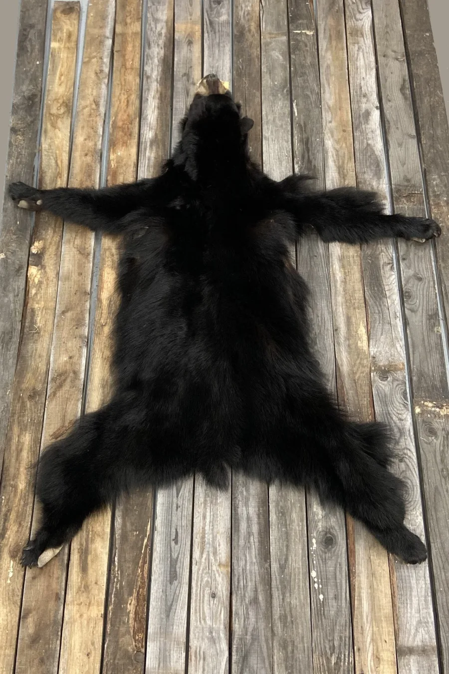 Peau tannée Ours noir3