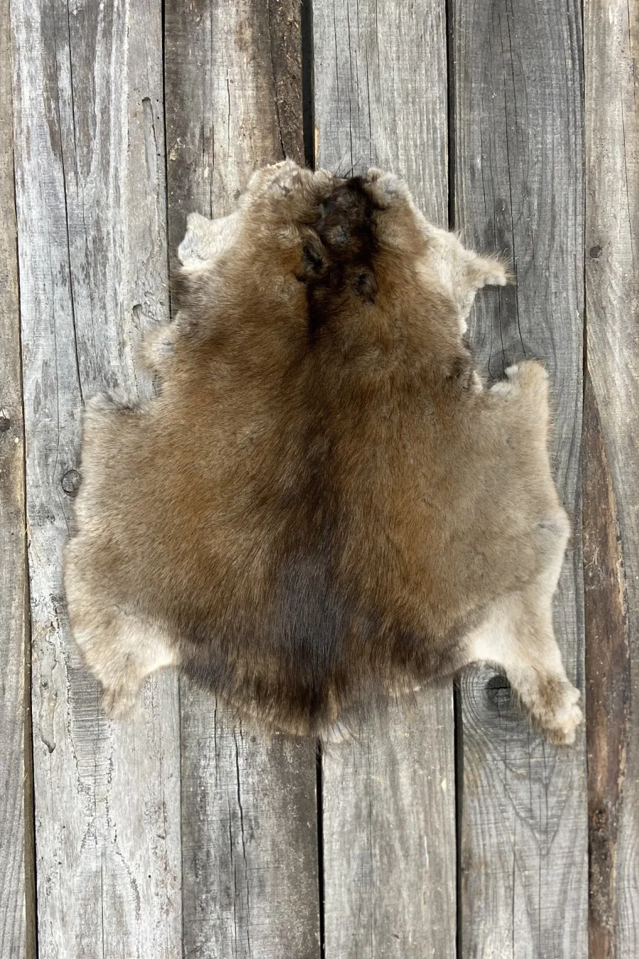 Peau tannée Rat musqué