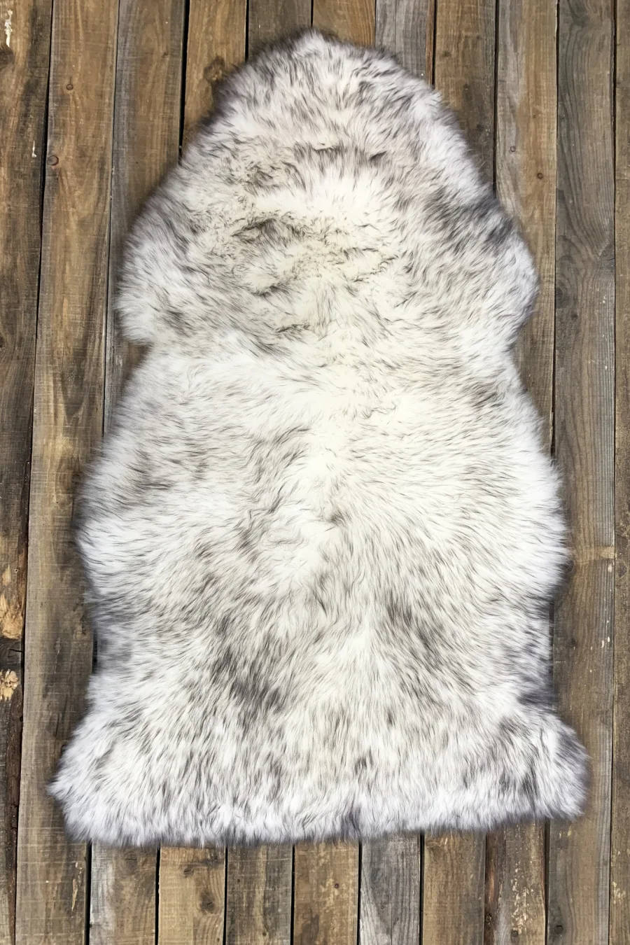 Mouton moustaché