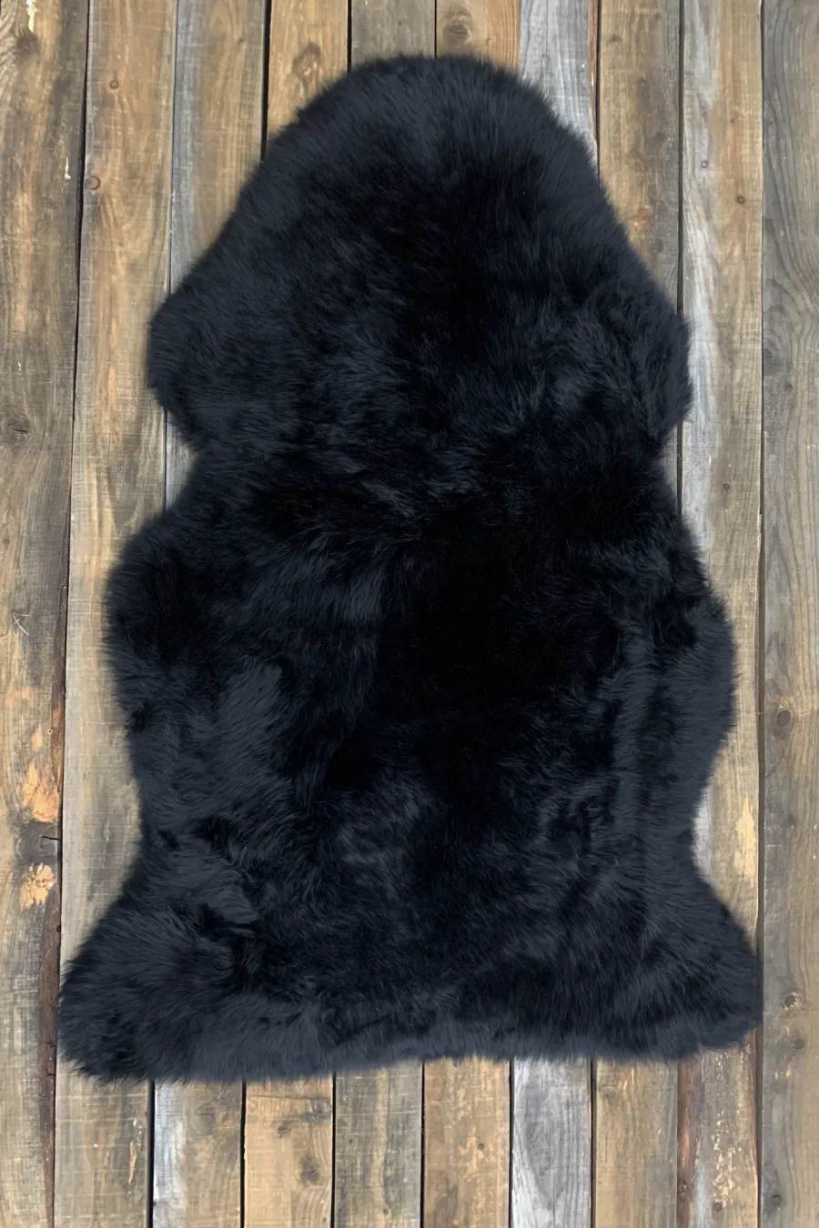 Mouton noir