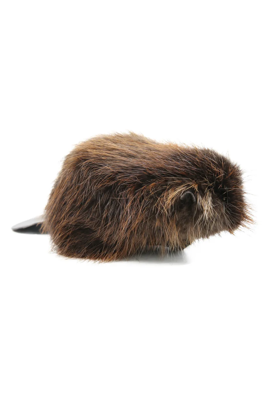 CASTOR PETIT 2