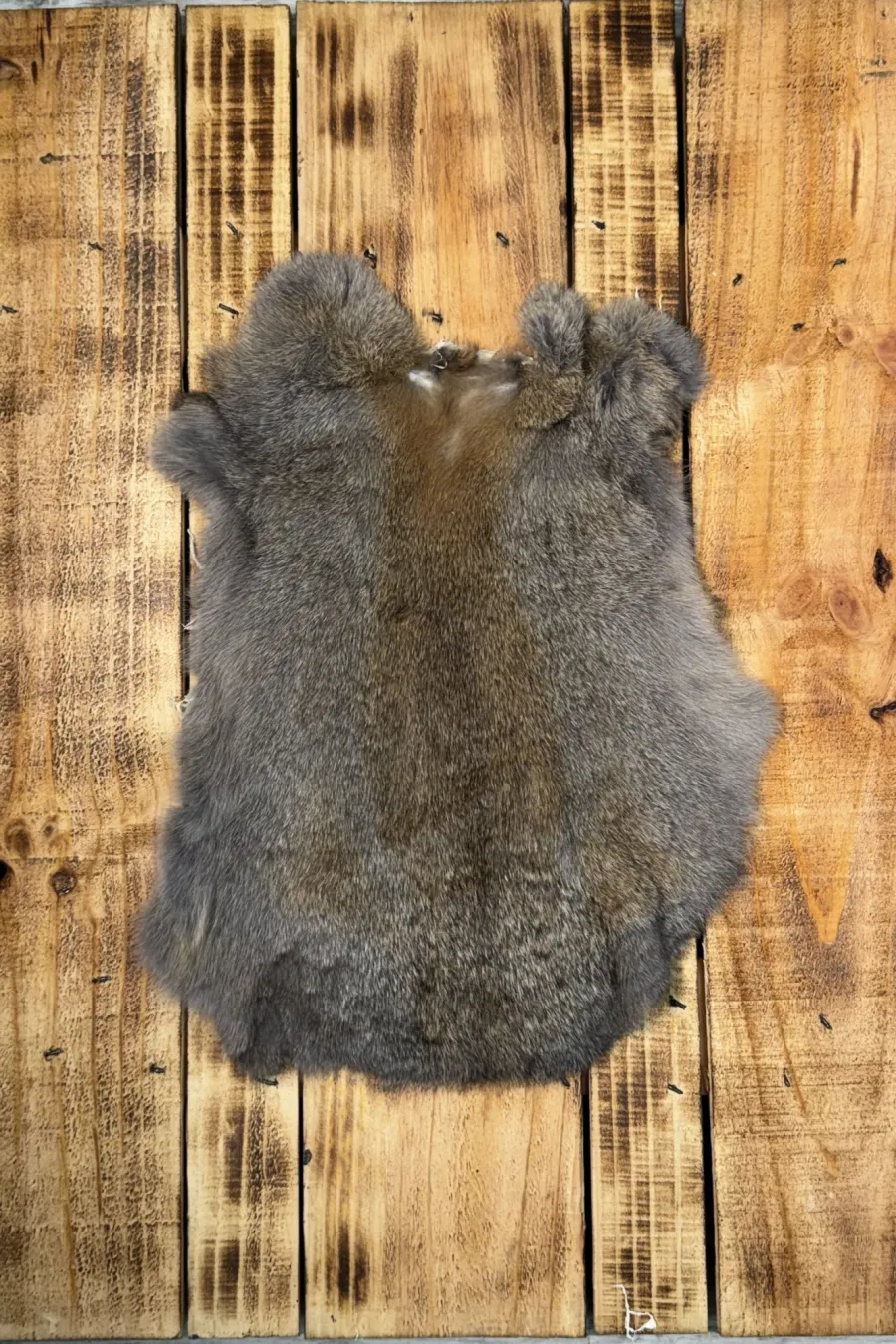 Lapin gris brun