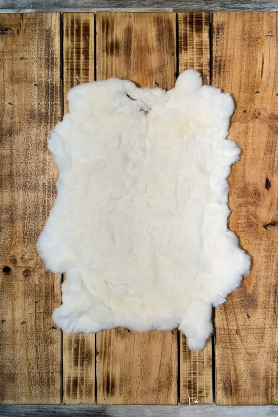 Lapin rex blanc