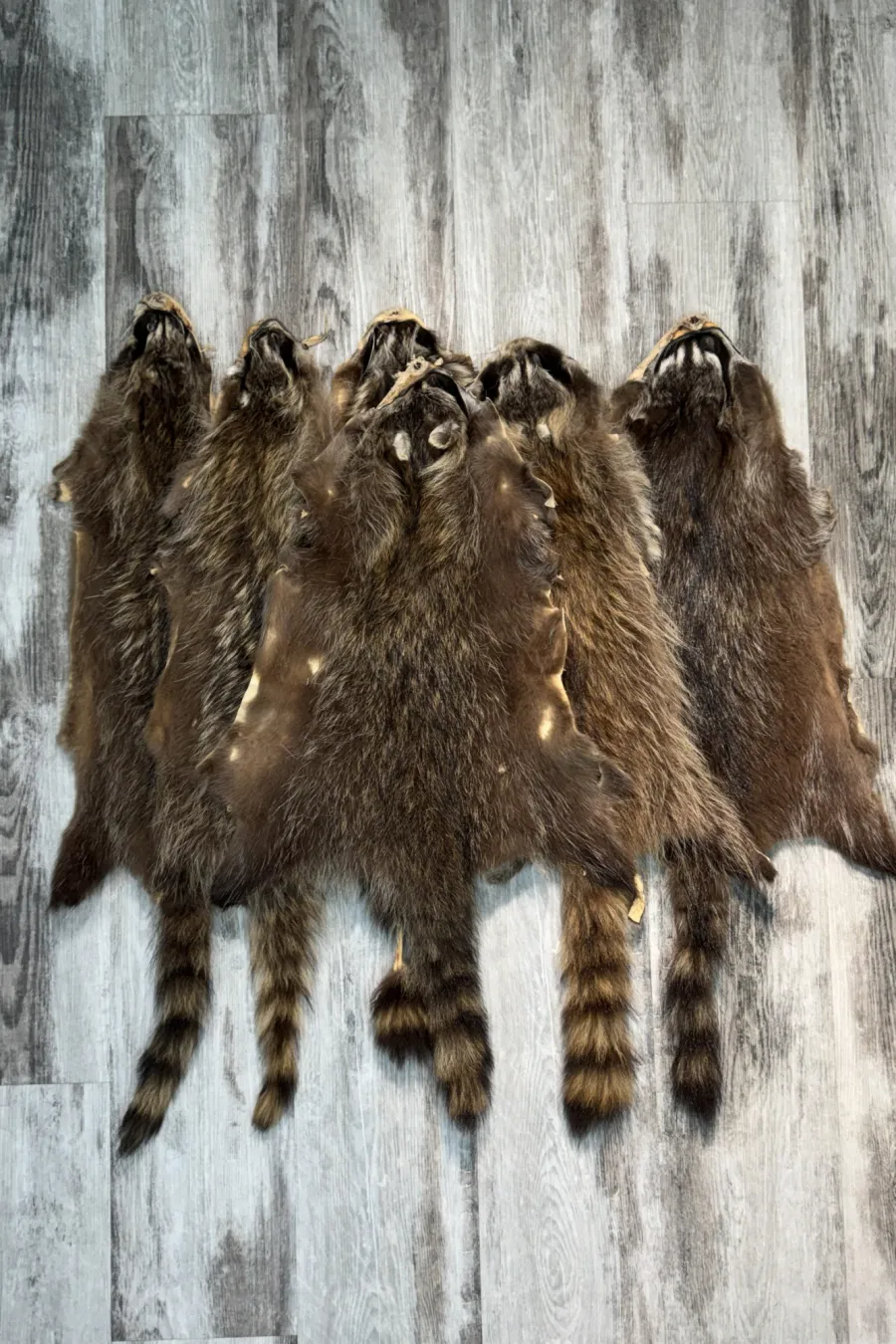 Raccoon 6