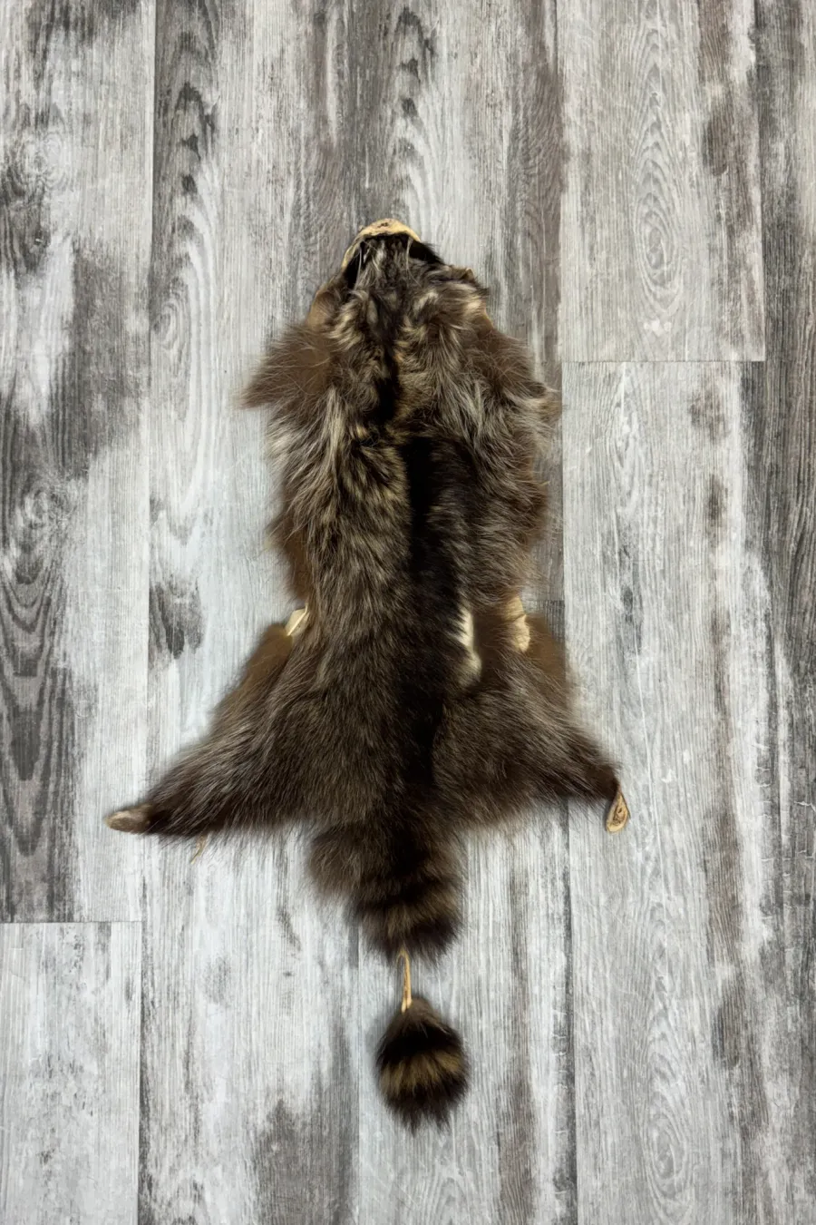 Raccoon 8