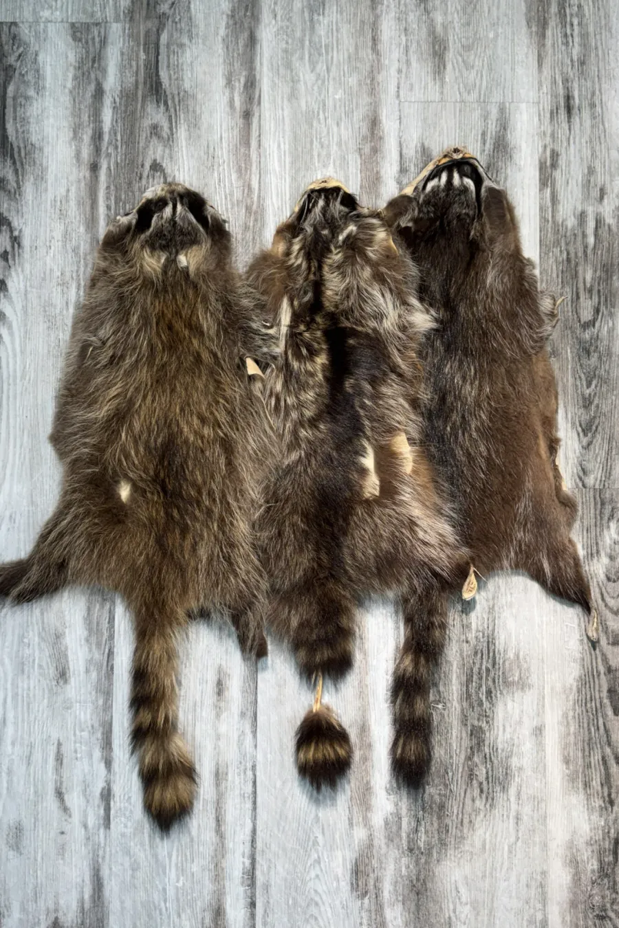 Raccoon 2