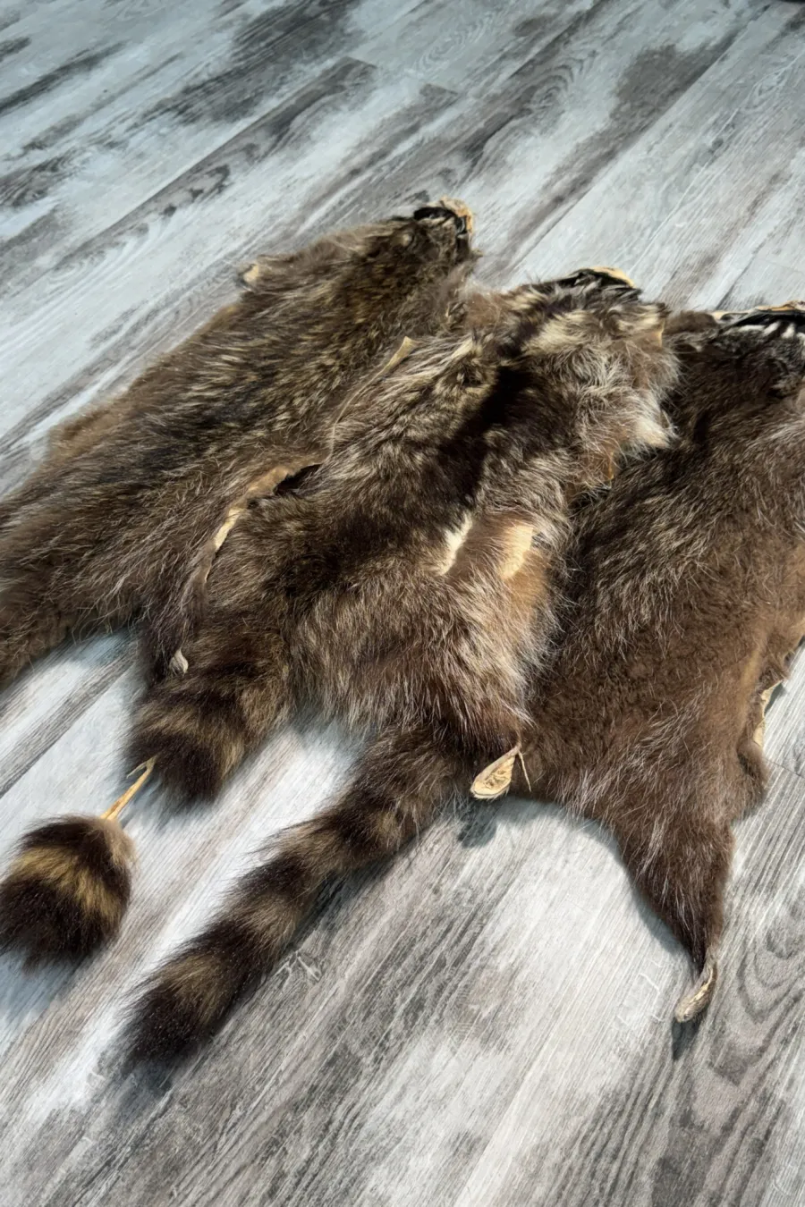 Raccoon 3