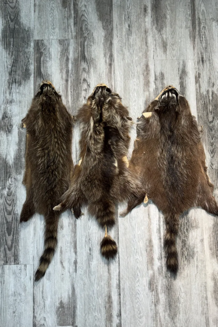 Raccoon 4