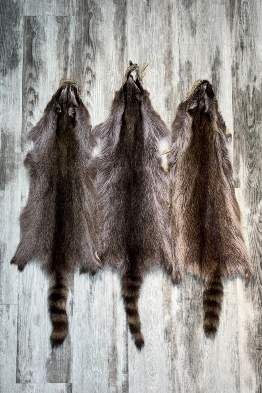 Raccoon violet 4