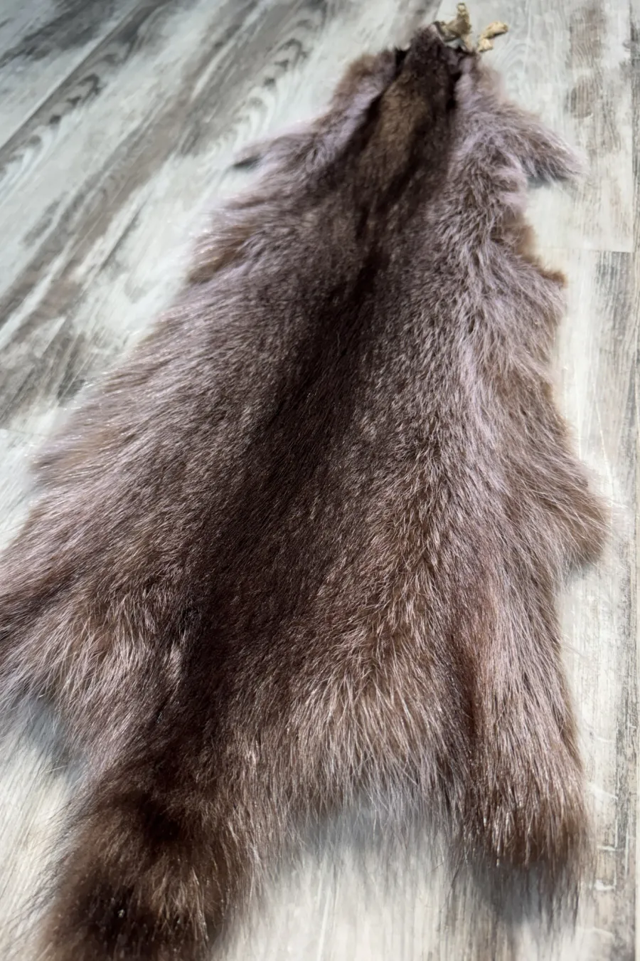 Raccoon violet 5