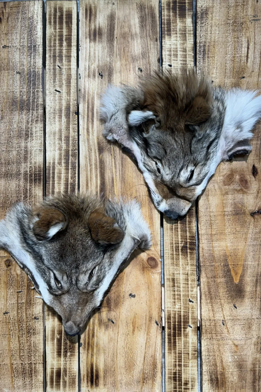 Tete de coyote 2