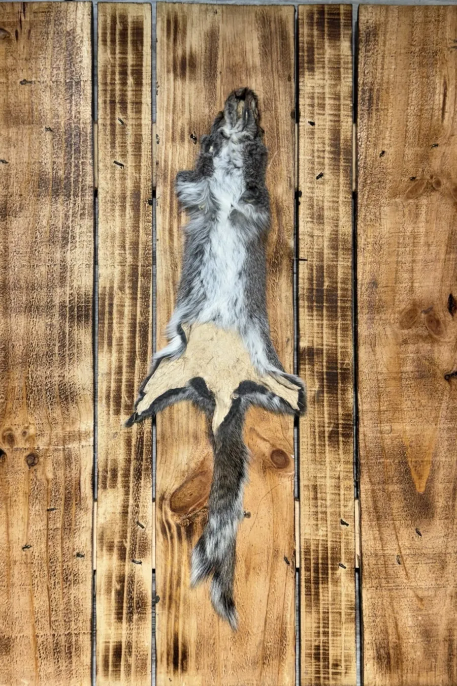 Écureuil gris 2
