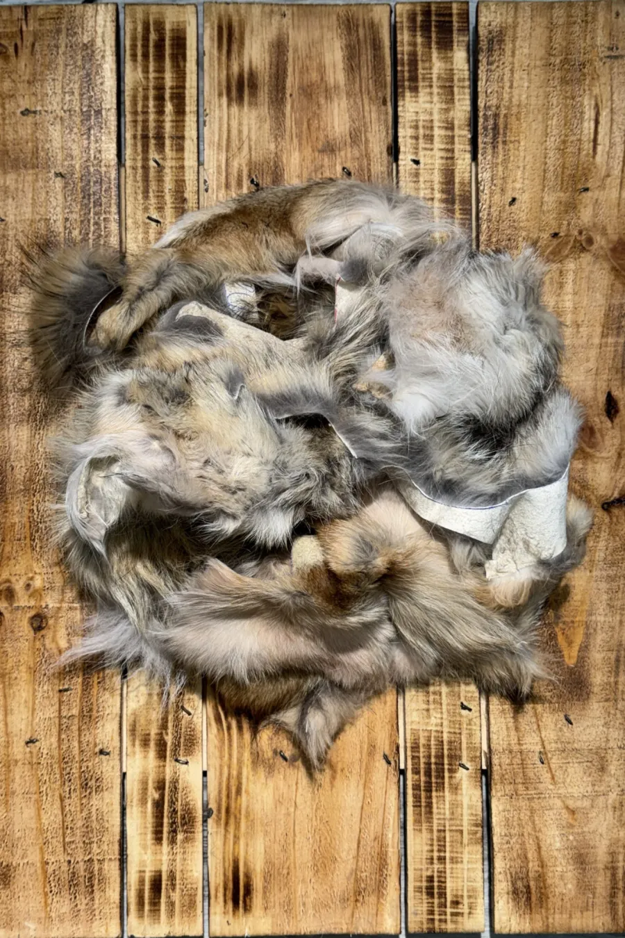 R coyote 1
