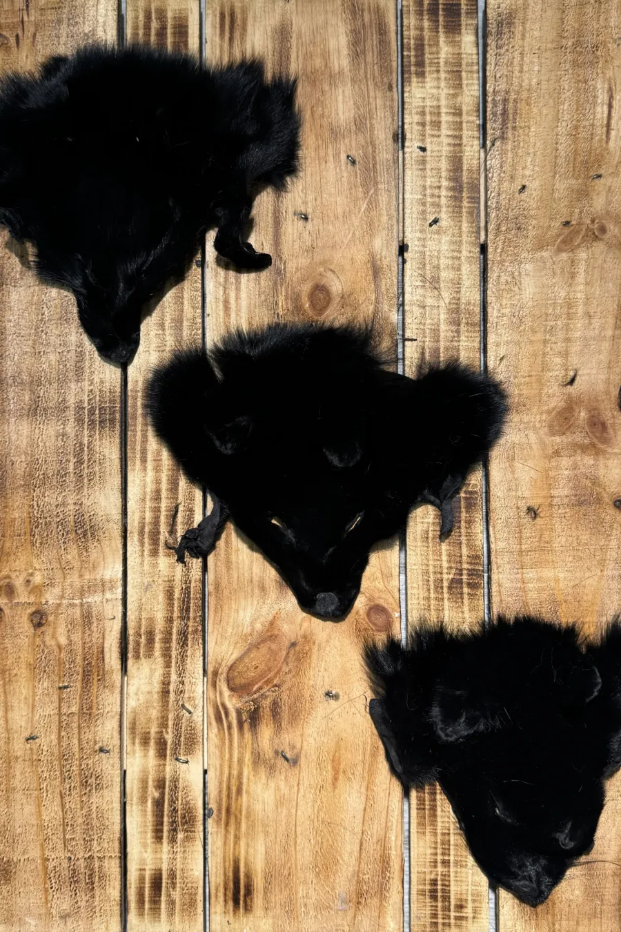 Tête r noir 2