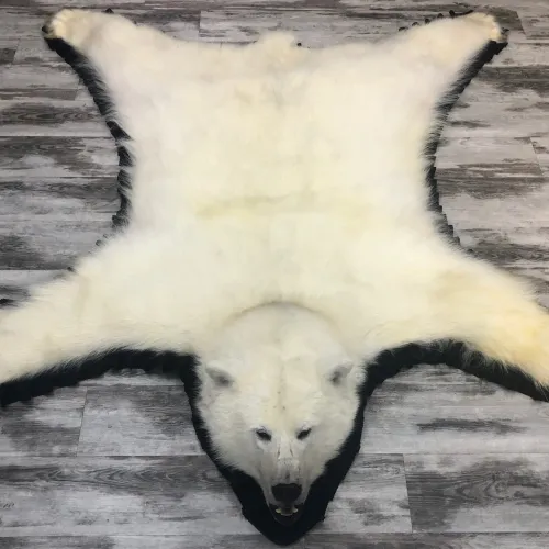 Polar bear rug #02763| BILODEAU Canada