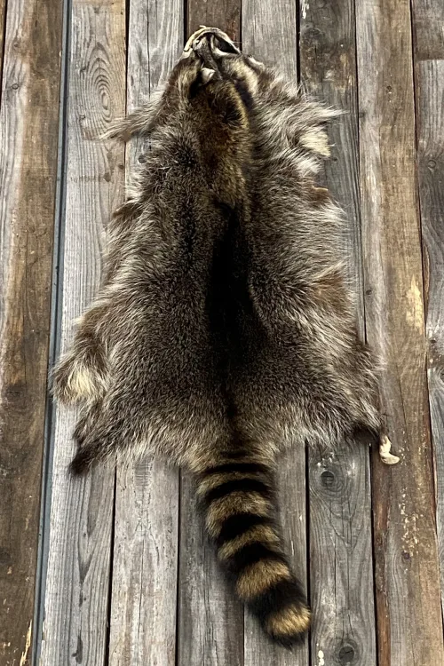 Raccoon pelt | Dressed skins | BILODEAU Canada