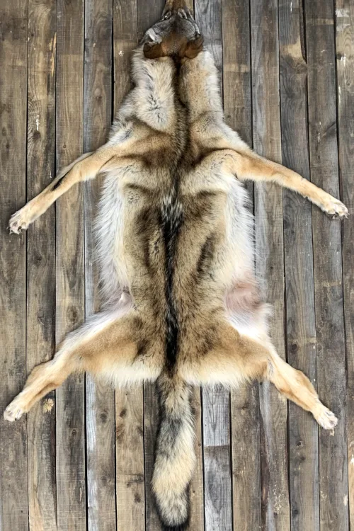 Timber Wolf pelt | Dressed skins | BILODEAU Canada