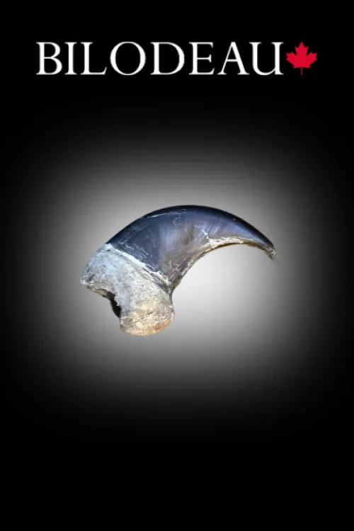 Bear claw | Teeth & claws | BILODEAU Canada