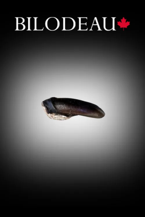 Beaver claw | Teeth & claws | BILODEAU Canada