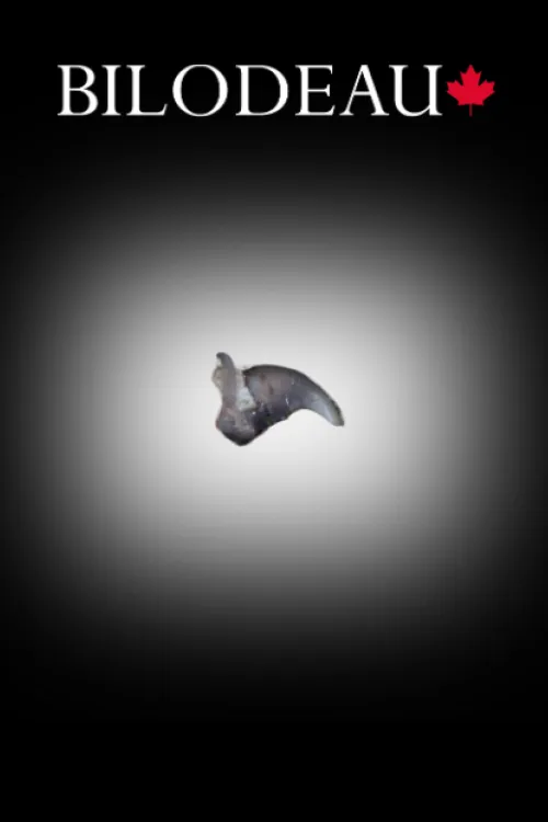 Raccoon claw | Teeth & claws | BILODEAU Canada