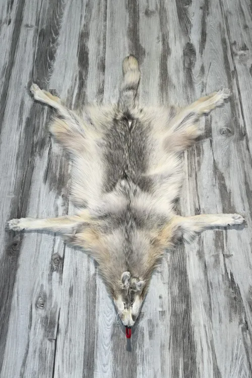 ARCTIC WOLF - #0001518 | Dressed skins | BILODEAU Canada