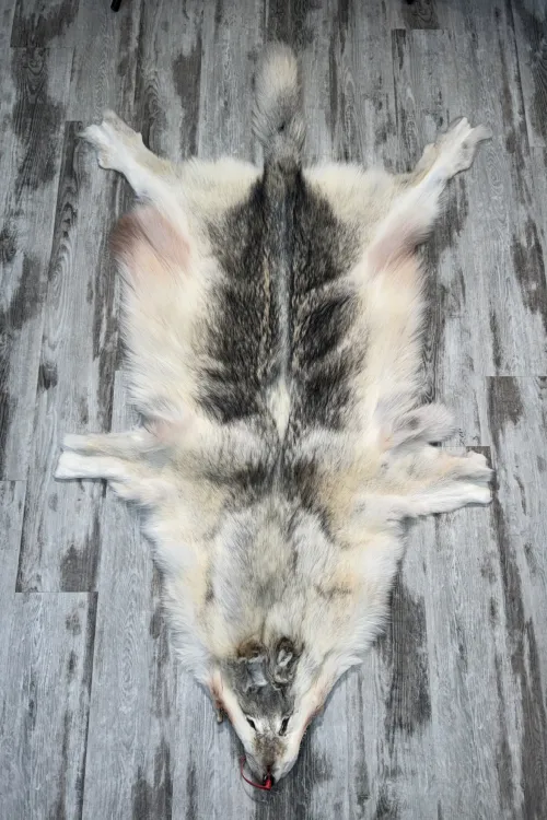 ARCTIC WOLF - #0001501 | Dressed skins | BILODEAU Canada