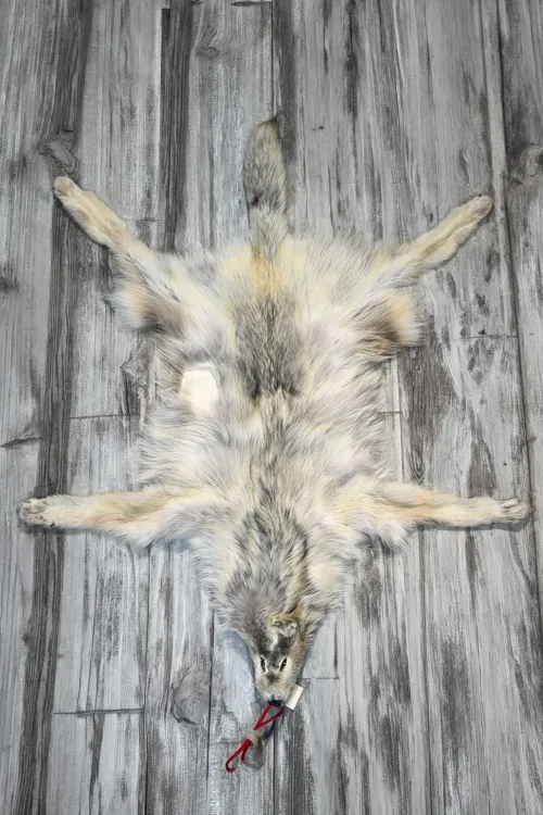 ARCTIC WOLF  - #0001517 | Dressed skins | BILODEAU Canada