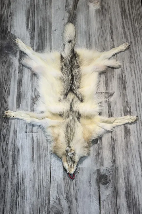 ARCTIC WOLF - #0001519 | Dressed skins | BILODEAU Canada