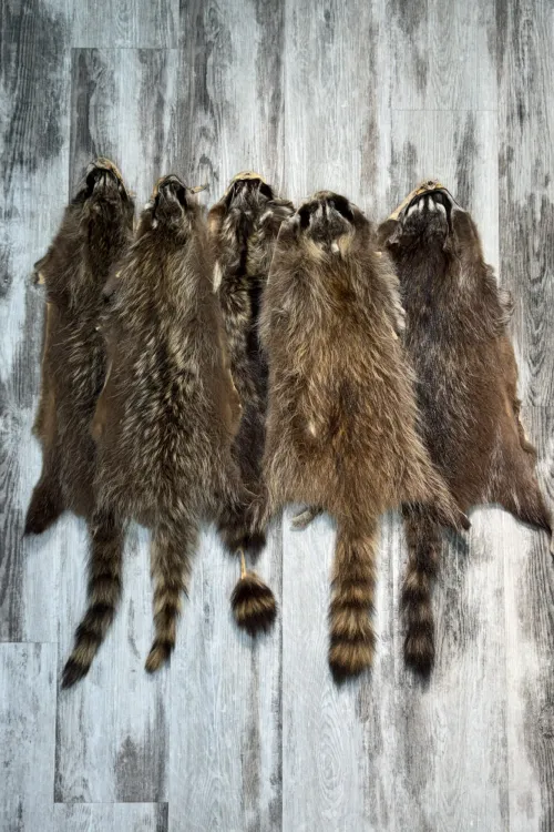 Raccoon Pelt Grade III / IV | Dressed skins | BILODEAU Canada