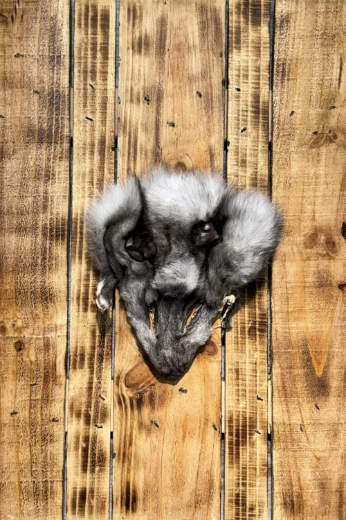Blue Fox Head | Fur scraps | BILODEAU Canada
