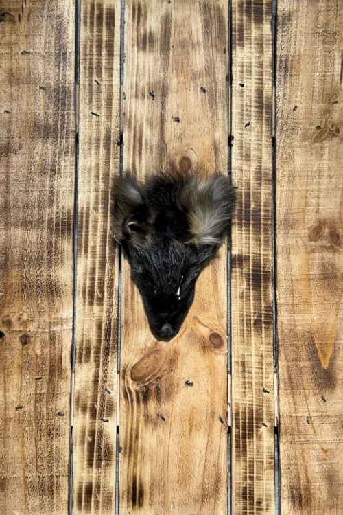 Cross Fox Head | Fur scraps | BILODEAU Canada
