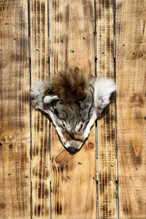 Tête de Coyote| BILODEAU Canada