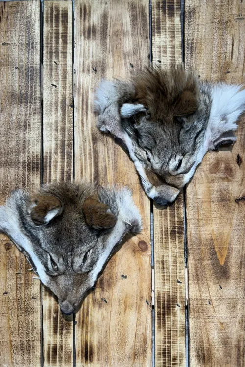 Tête de Coyote| BILODEAU Canada