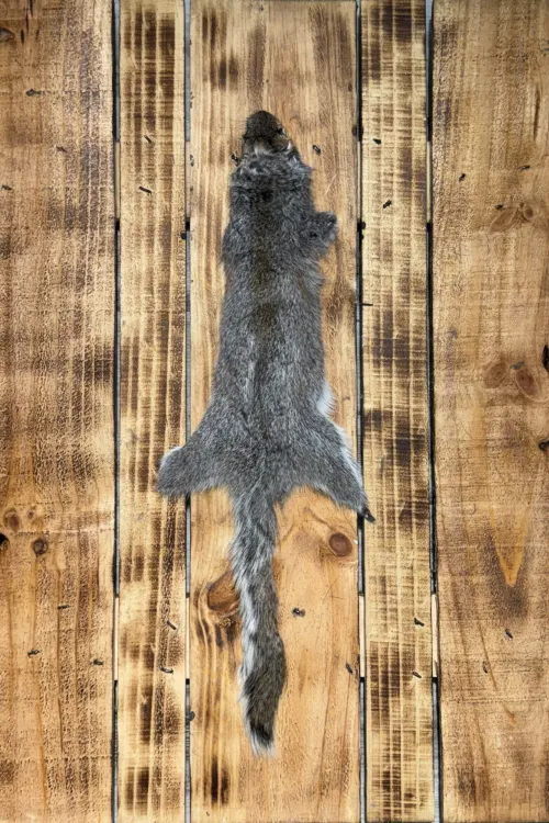 Grey Squirrel Pelt | Dressed skins | BILODEAU Canada