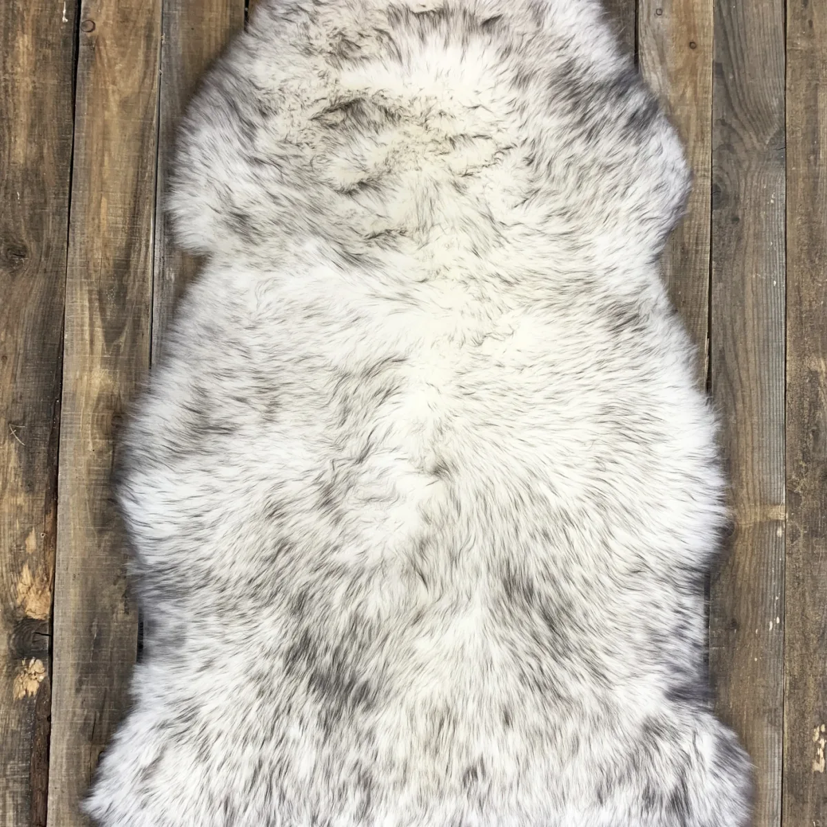 Mouton moustaché