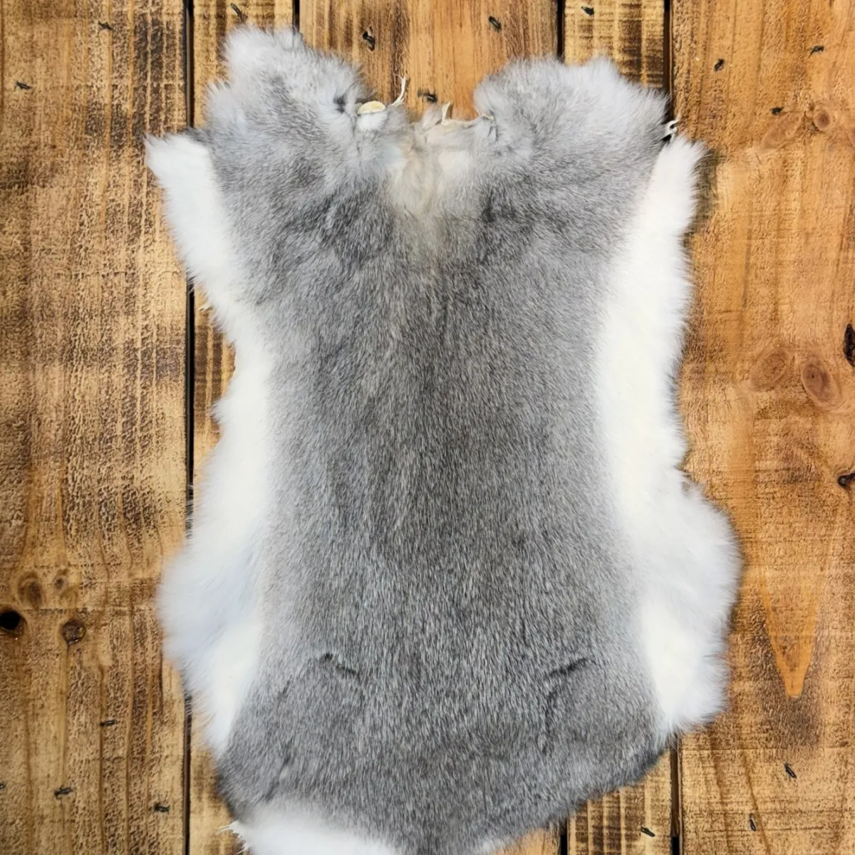 Lapin gris