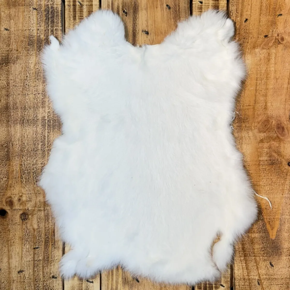Lapin blanc