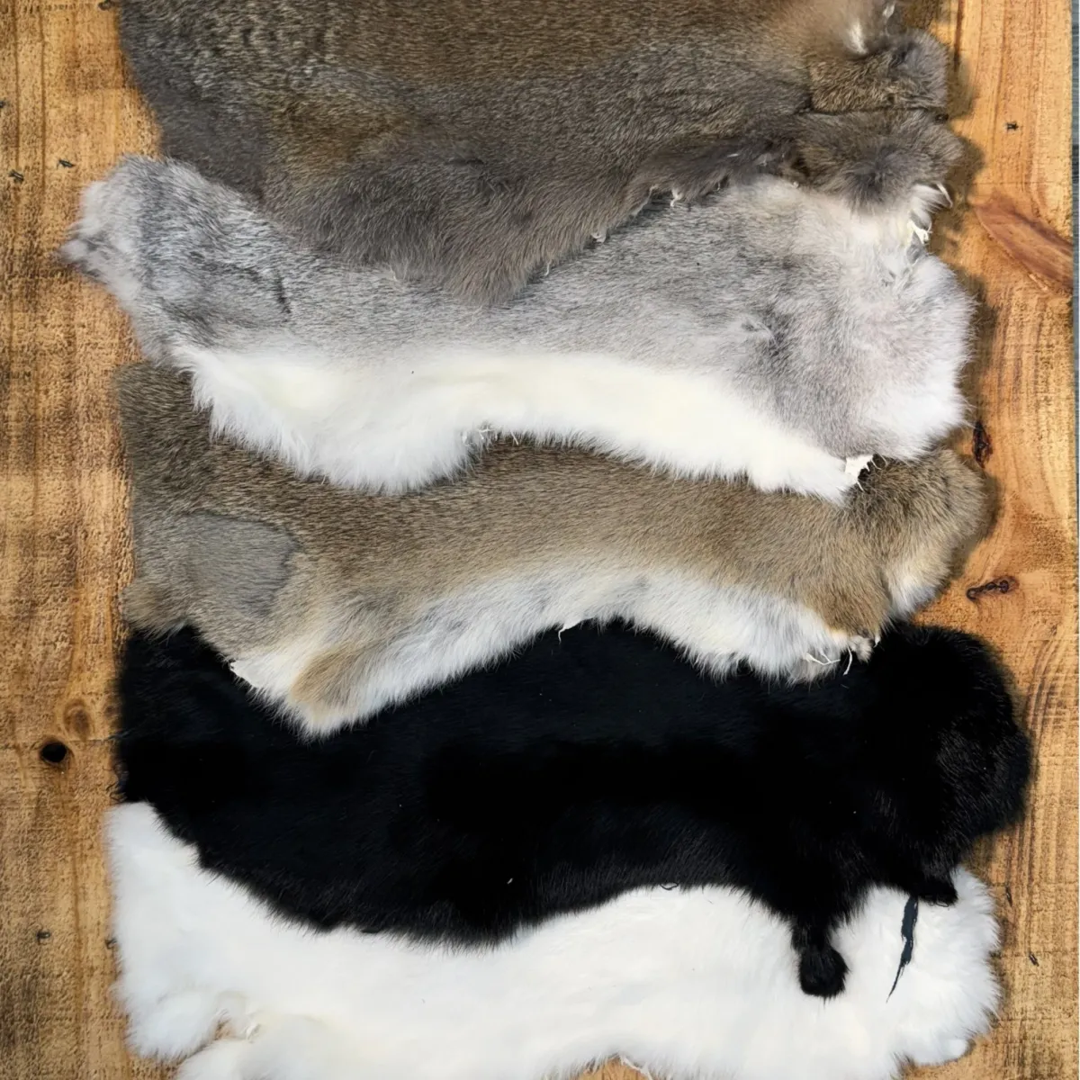 Lapin