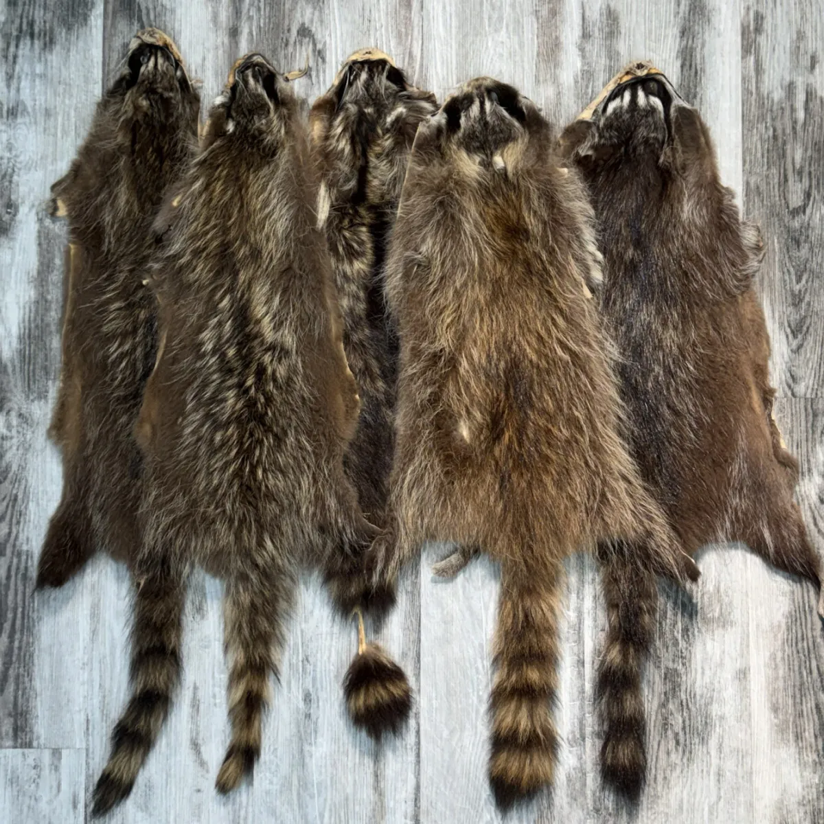 Raccoon 5