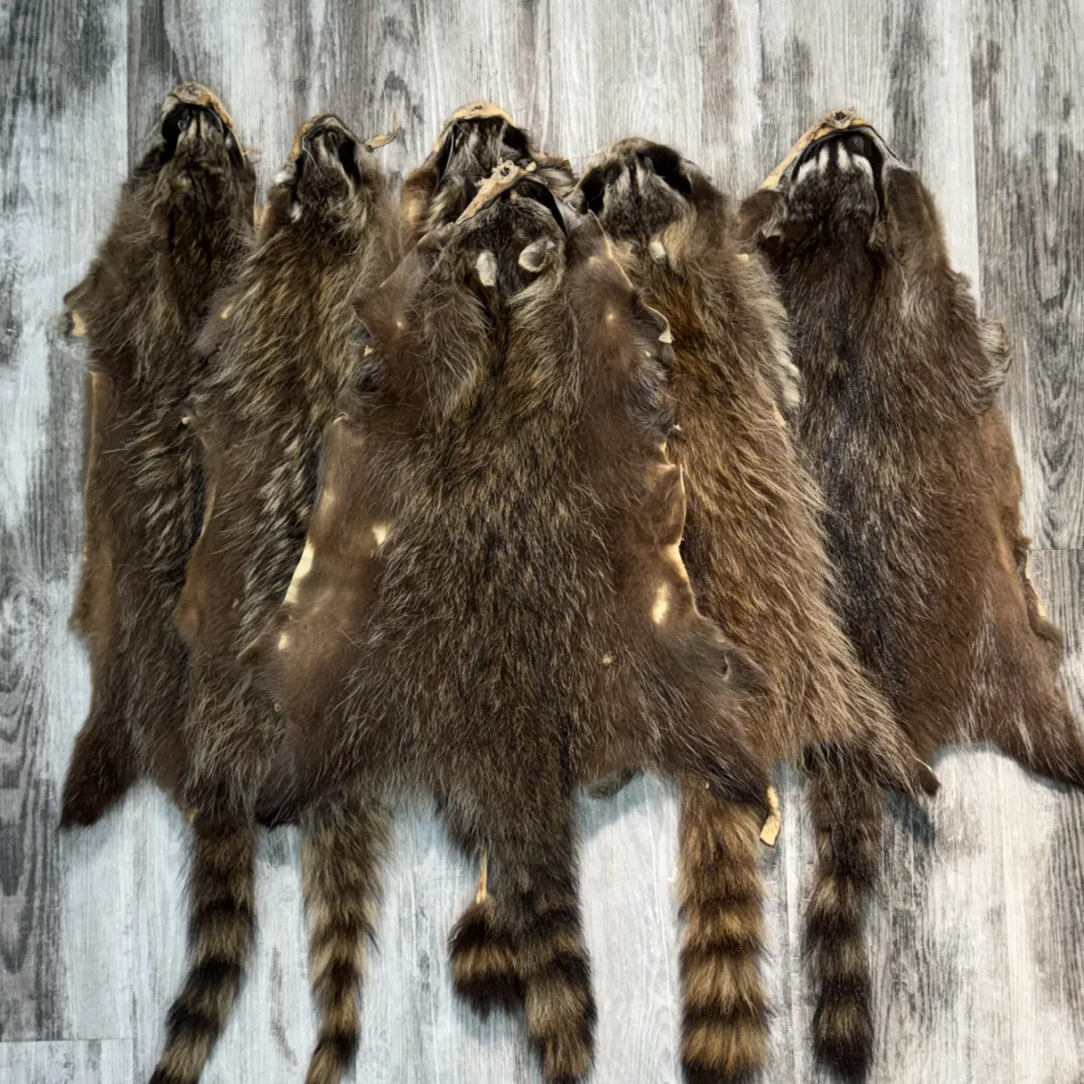 Raccoon 6