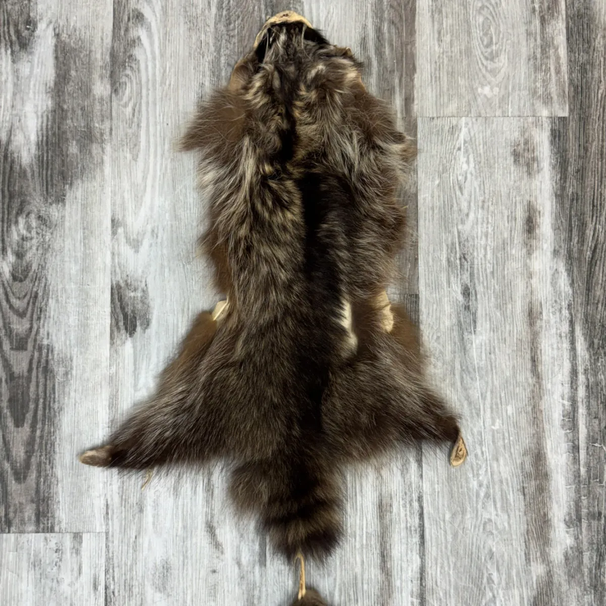 Raccoon 8