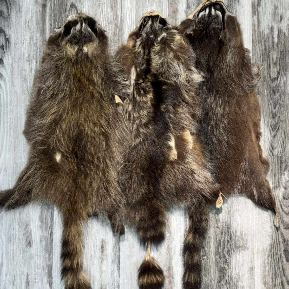 Raccoon 2