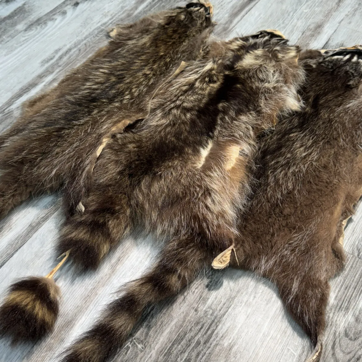 Raccoon 3