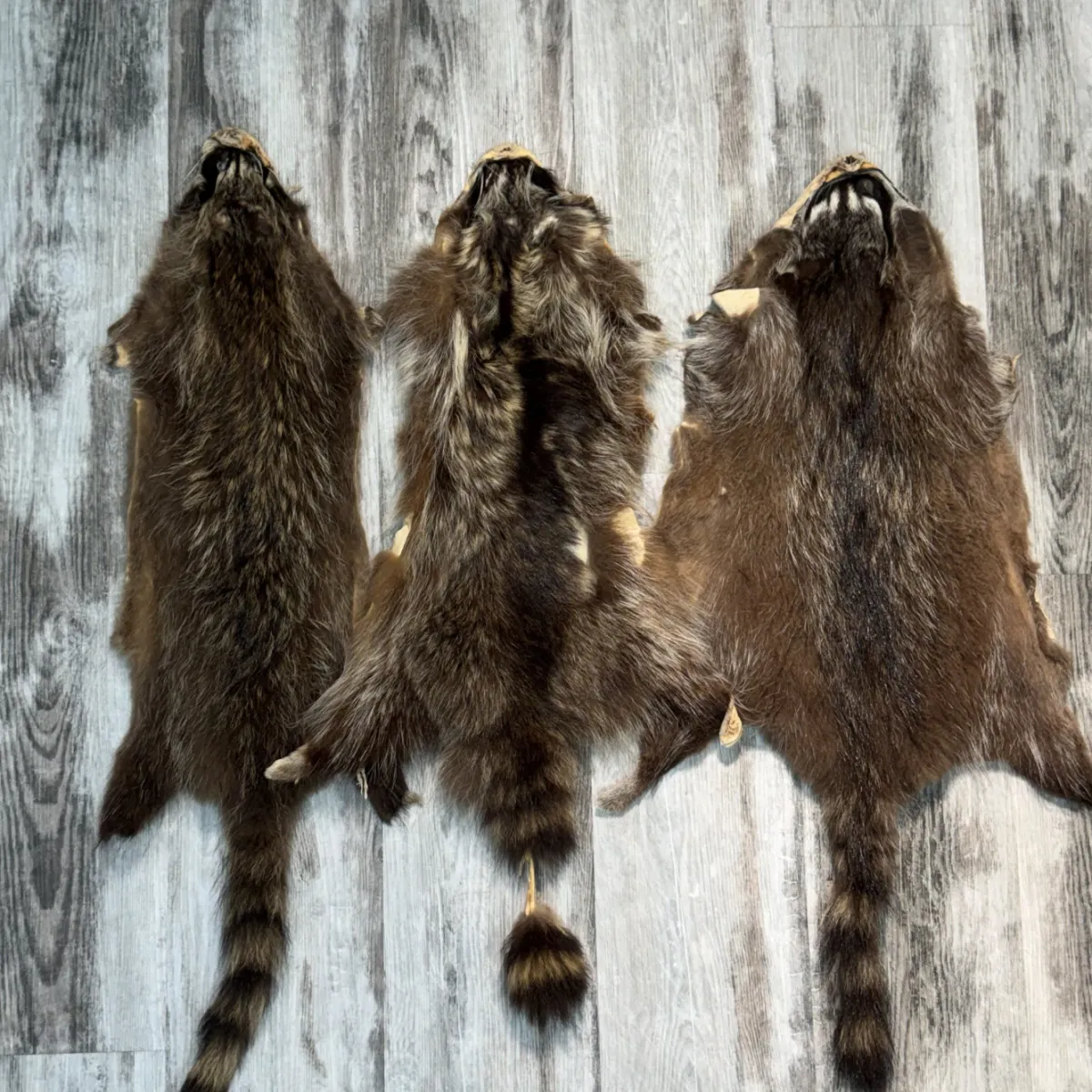 Raccoon 4