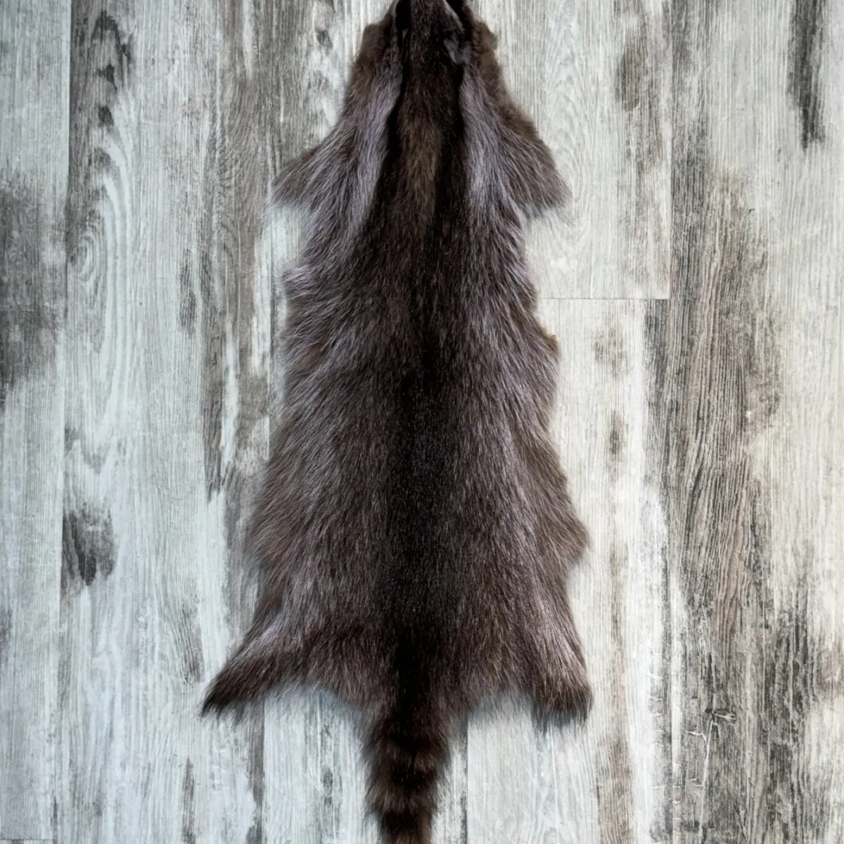 Raccoon violet 3