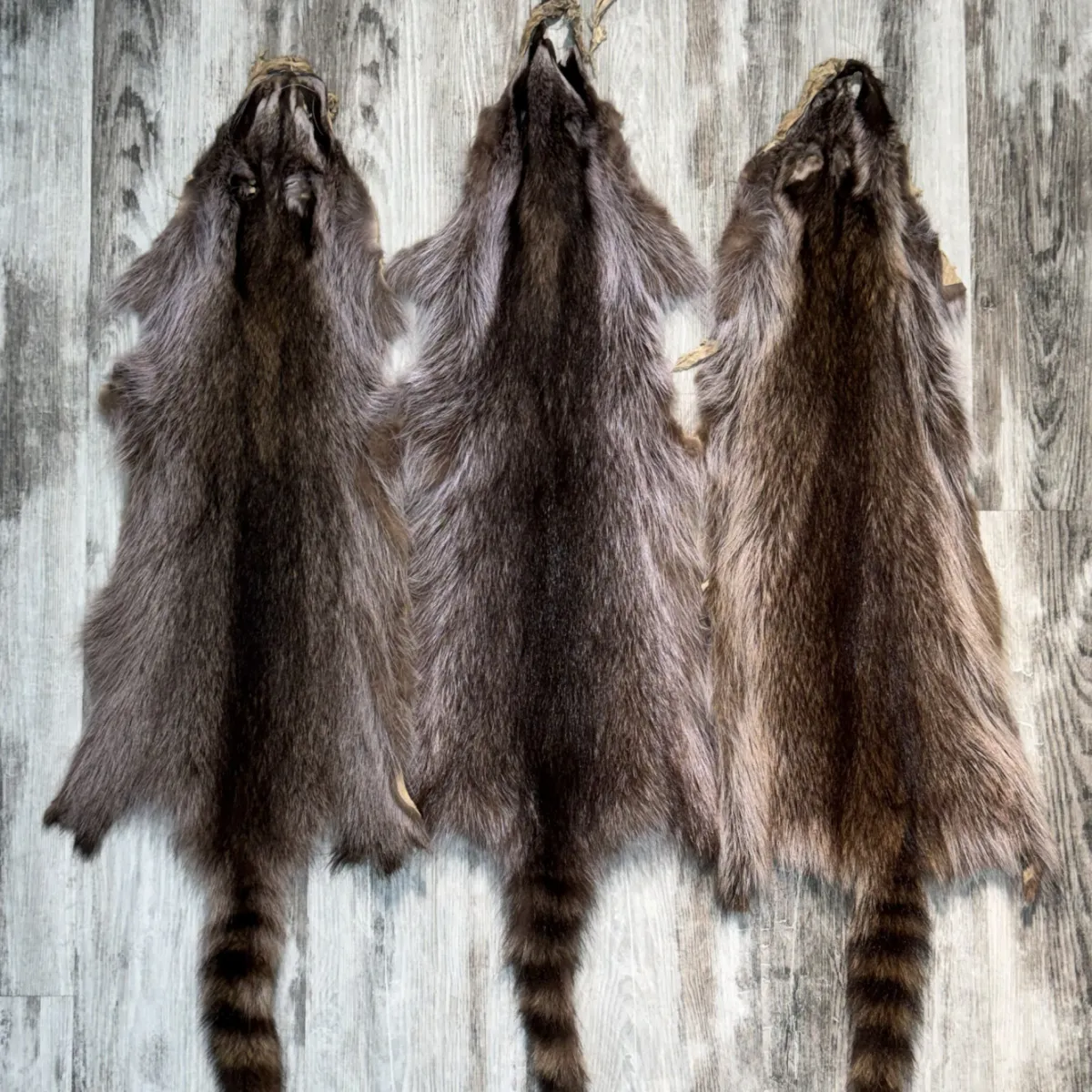 Raccoon violet 4