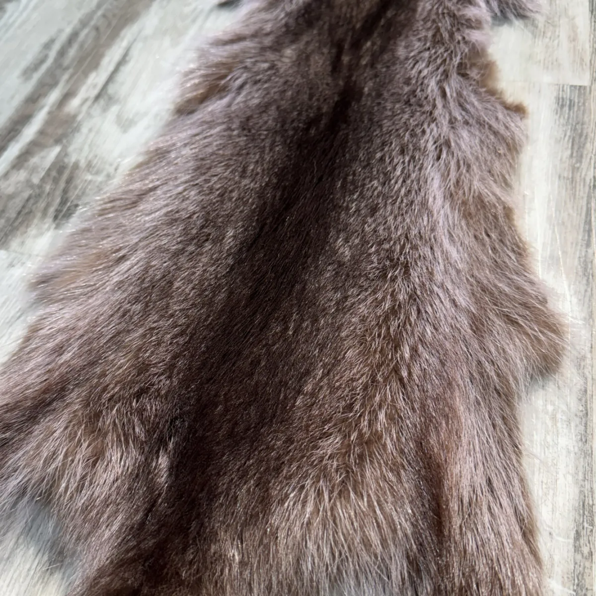 Raccoon violet 5