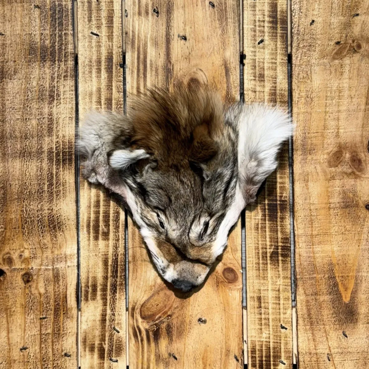 Tete de coyote 1
